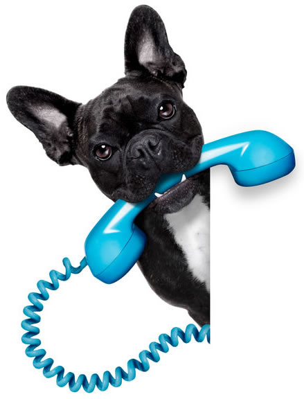 Dog-Phone Dog-Phone